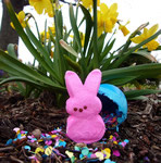 Coniglietto Pasqua